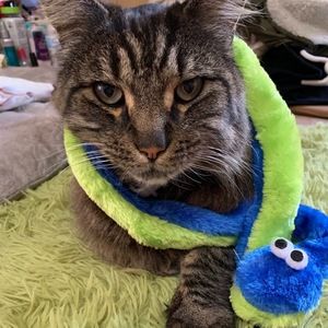 Meet your Posher, Chicken